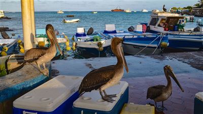 Fischmarkt Puerto Ayora